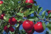organic apple tree organic apple tree