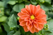 blooming orange flower blooming orange flower