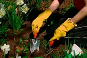 gardening thumbnail image gardening thumbnail image