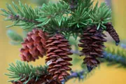 pine tree and pinecone thumbnail image pine tree and pinecone thumbnail image