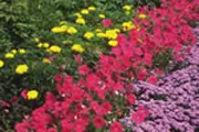 Colorful Flowers for Backyard Landscape Colorful Flowers for Backyard Landscape