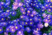 purple aster flowers thumbnail purple aster flowers thumbnail