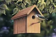 chickadee and birdhouse thumbnail chickadee and birdhouse thumbnail
