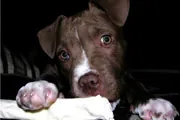 pet proofing your home pet proofing your home