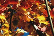 Autumn leaves Autumn leaves