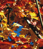 Autumn leaves