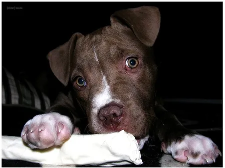 Adorable puppy with bone dog with bone