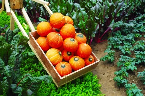 Pumpkins in Cart Pumpkins in Cart