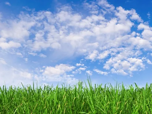 clean air with blue sky and grass clean air with blue sky and grass