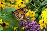 monarch butterfly thumbnail monarch butterfly thumbnail