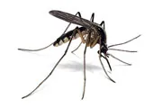 mosquito thumbnail mosquito thumbnail
