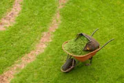 thumbnail image of wheelbarrow on green lawn thumbnail image of wheelbarrow on green lawn