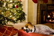 thumbnail image of dog under the Chrsitmas tree thumbnail image of dog under the Chrsitmas tree